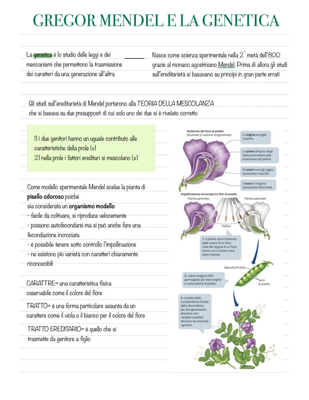 # GREGOR MENDEL E LA GENETICA
La genetica è lo studio delle leggi e dei
meccanismi che permettono la trasmissione
dei caratteri da una gene