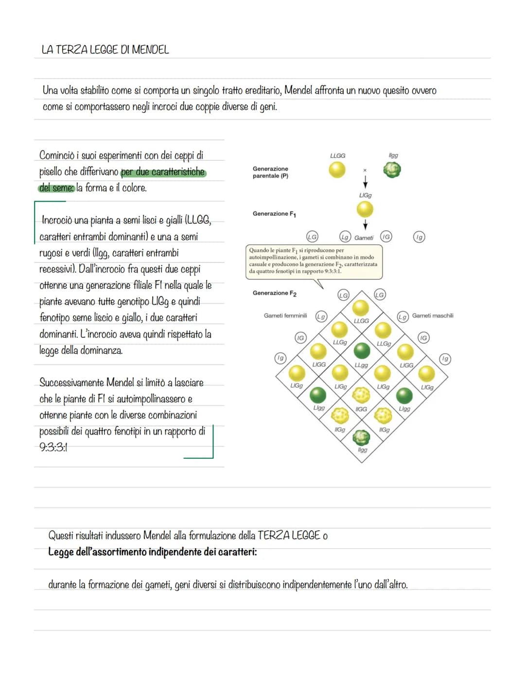 # GREGOR MENDEL E LA GENETICA
La genetica è lo studio delle leggi e dei
meccanismi che permettono la trasmissione
dei caratteri da una gene