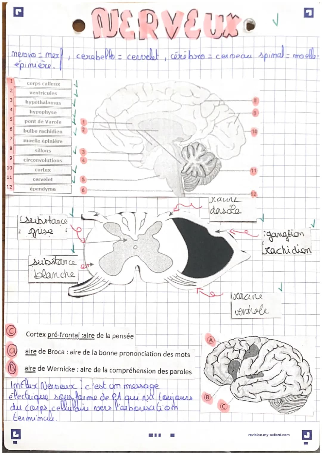 د
merovo I mex,
épinière
2
3
4
5
6
7
8
9
10
11
12
corps calleux
ventricules
hypothalamus
hypophyse
pont de Varole
bulbe rachidien
moelle