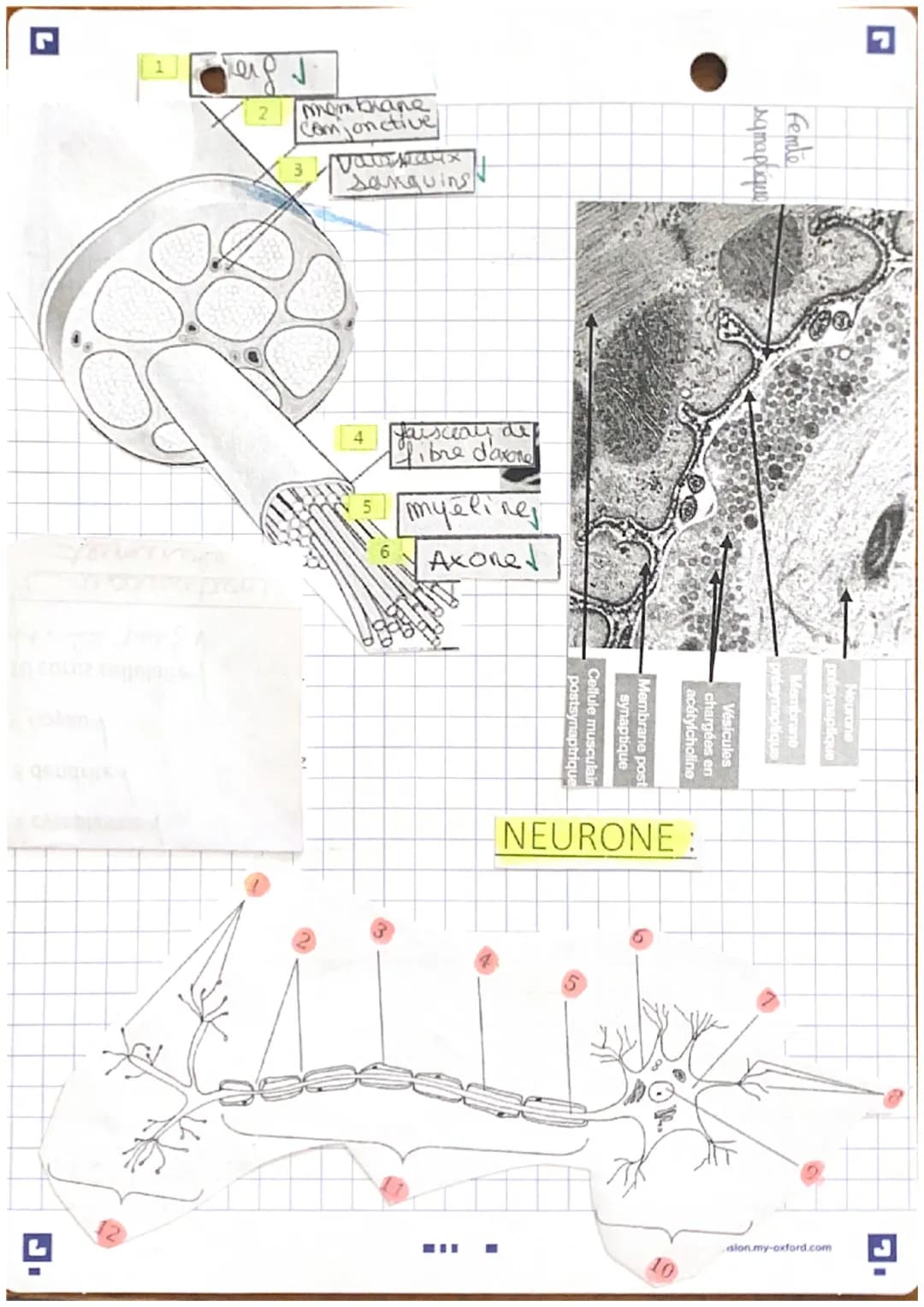 د
merovo I mex,
épinière
2
3
4
5
6
7
8
9
10
11
12
corps calleux
ventricules
hypothalamus
hypophyse
pont de Varole
bulbe rachidien
moelle