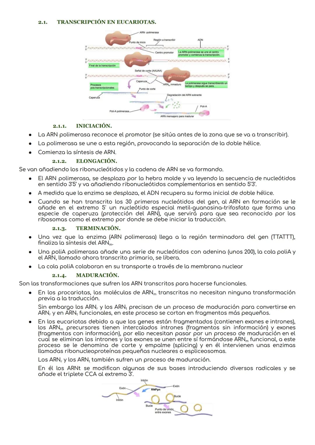 # La transcripción y traducción.
INTRODUCCIÓN.
El ADN es la molécula que lleva la información genética que determina la síntesis de las pro