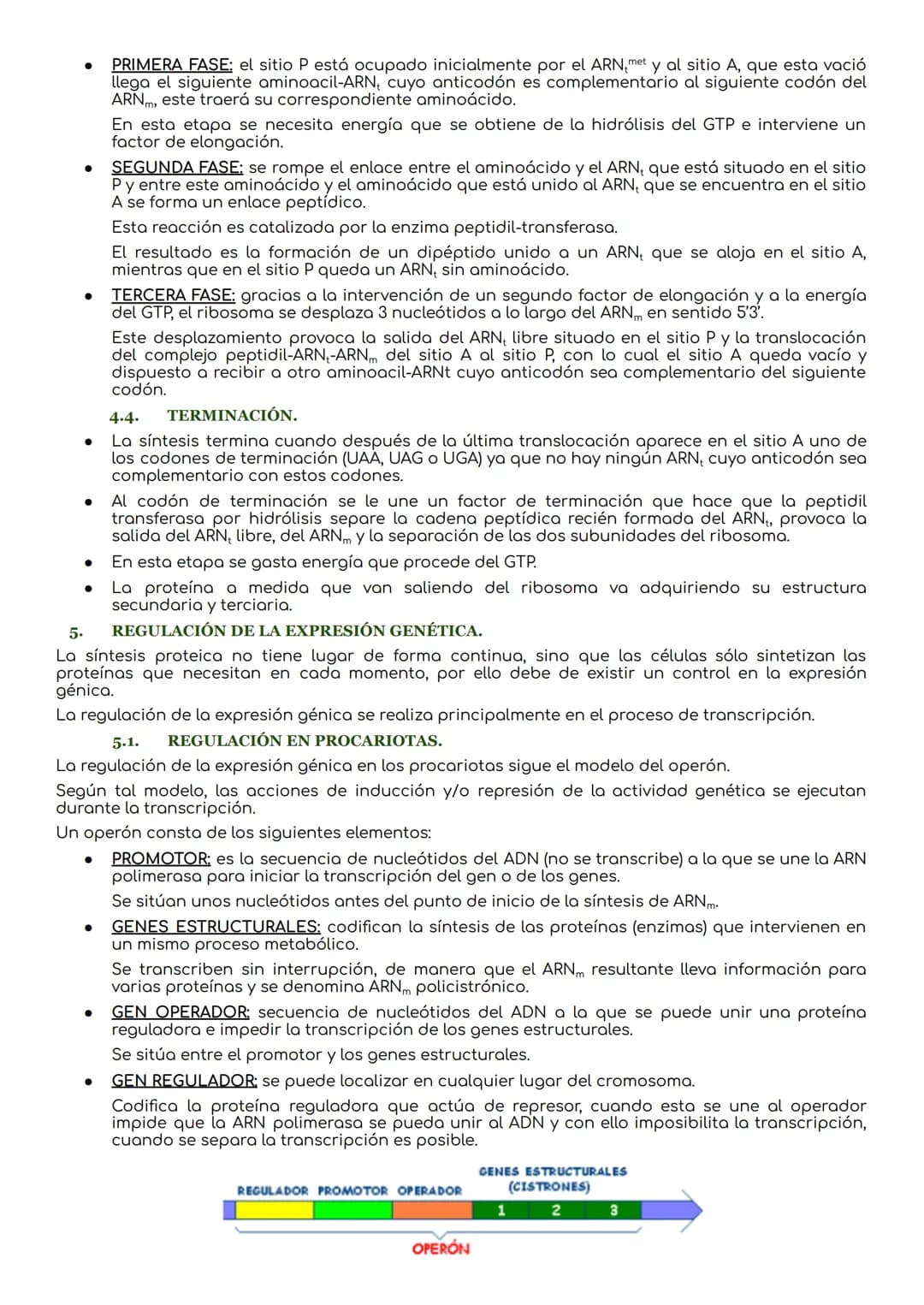 # La transcripción y traducción.
INTRODUCCIÓN.
El ADN es la molécula que lleva la información genética que determina la síntesis de las pro