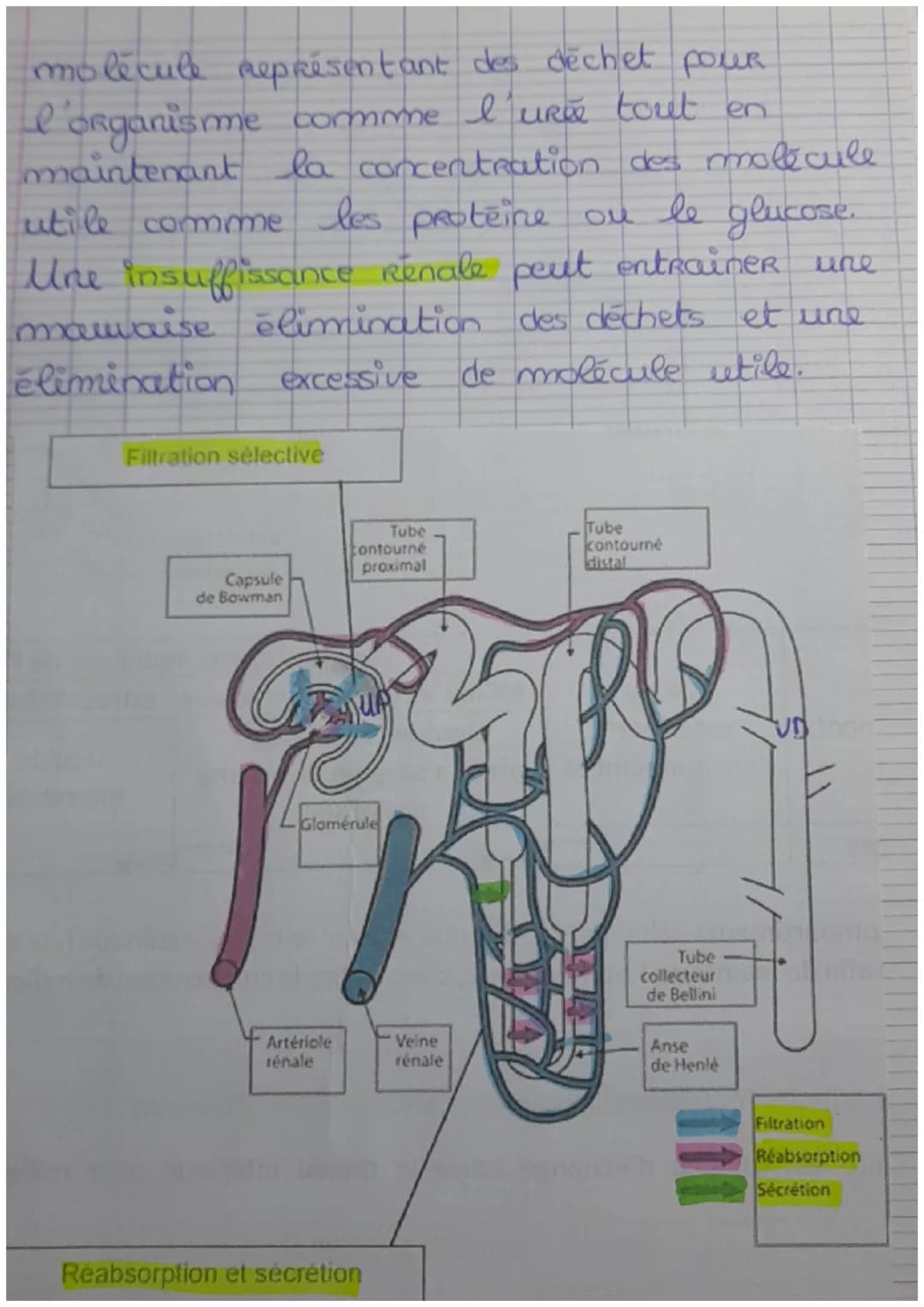 Chapitre 1. Le milieu intérieur et sa régulat
Ton
Millien intérieur et compartiment liquidien
L'eau représente 60% de la masse corporelle