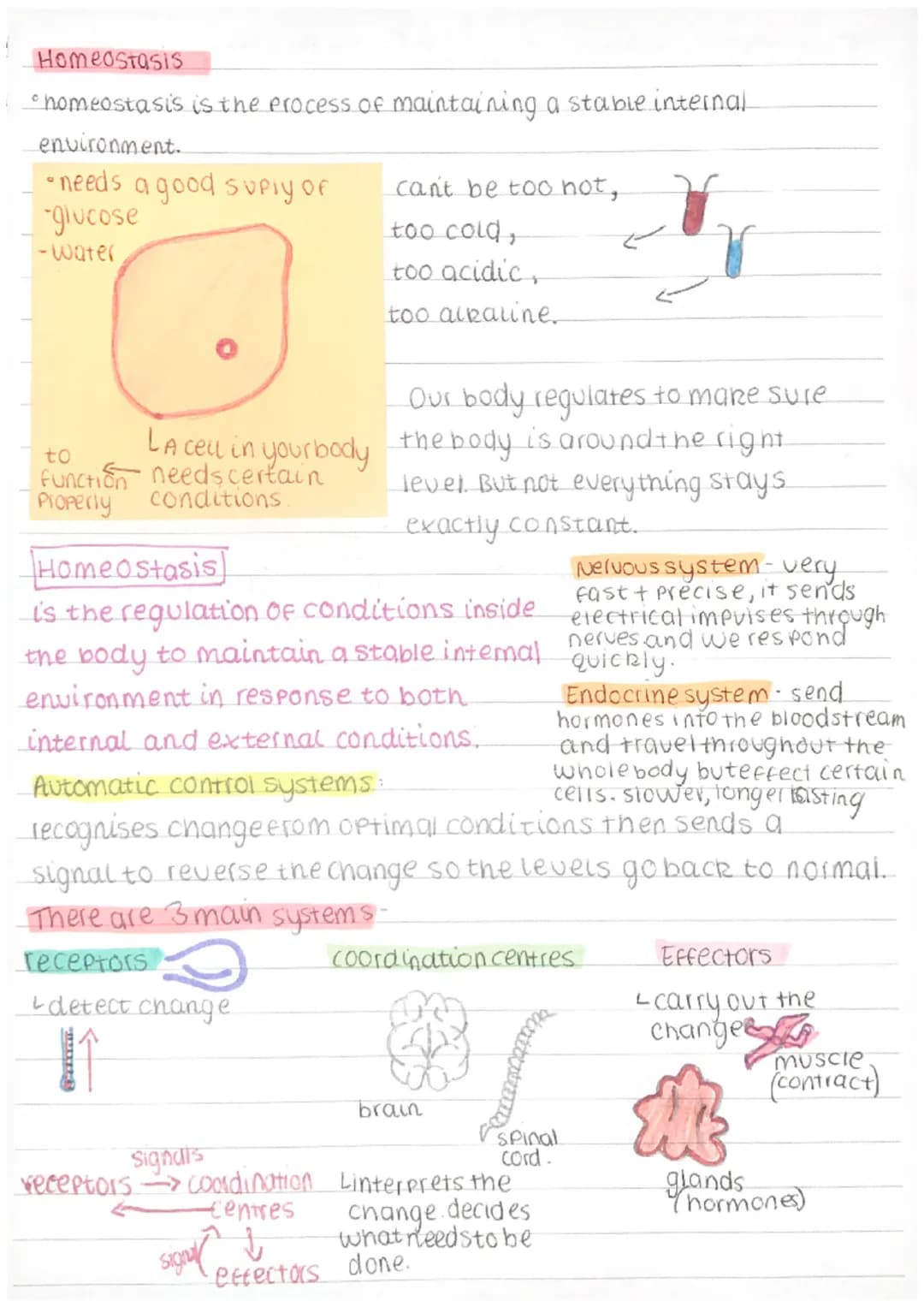 Homeostasis
homeostasis is the process of maintaining a stable internal
environment..
•needs a good suPIY OF
-glucose
-Water
to
can't be too
