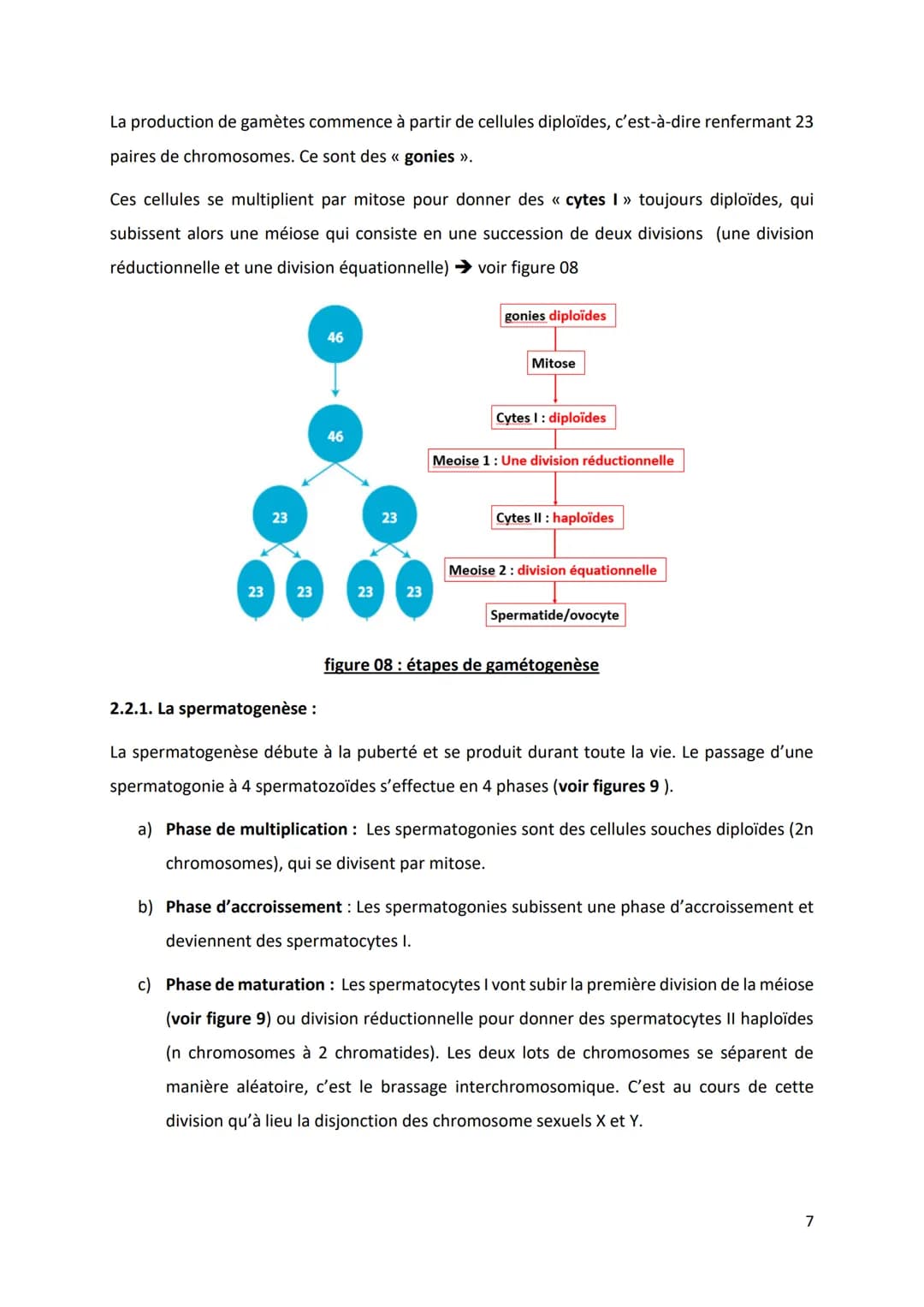 PARTIE 4: L'information génétique et son expression
Chapitre 1: Structure et ultrastructure du chromosome:
1.1. Structure de l'ADN
1.2. De