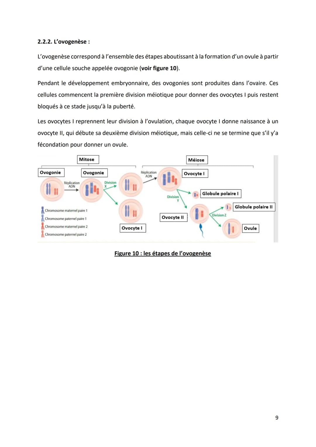 PARTIE 4: L'information génétique et son expression
Chapitre 1: Structure et ultrastructure du chromosome:
1.1. Structure de l'ADN
1.2. De