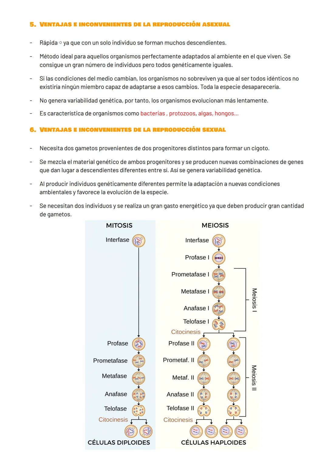 # DIVISIÓN CELULAR
1. INFORMACIÓN GENÉTICA
EI ADN (ácido desoxirribonucleico):
- Molécula que contiene la información genética para fabri