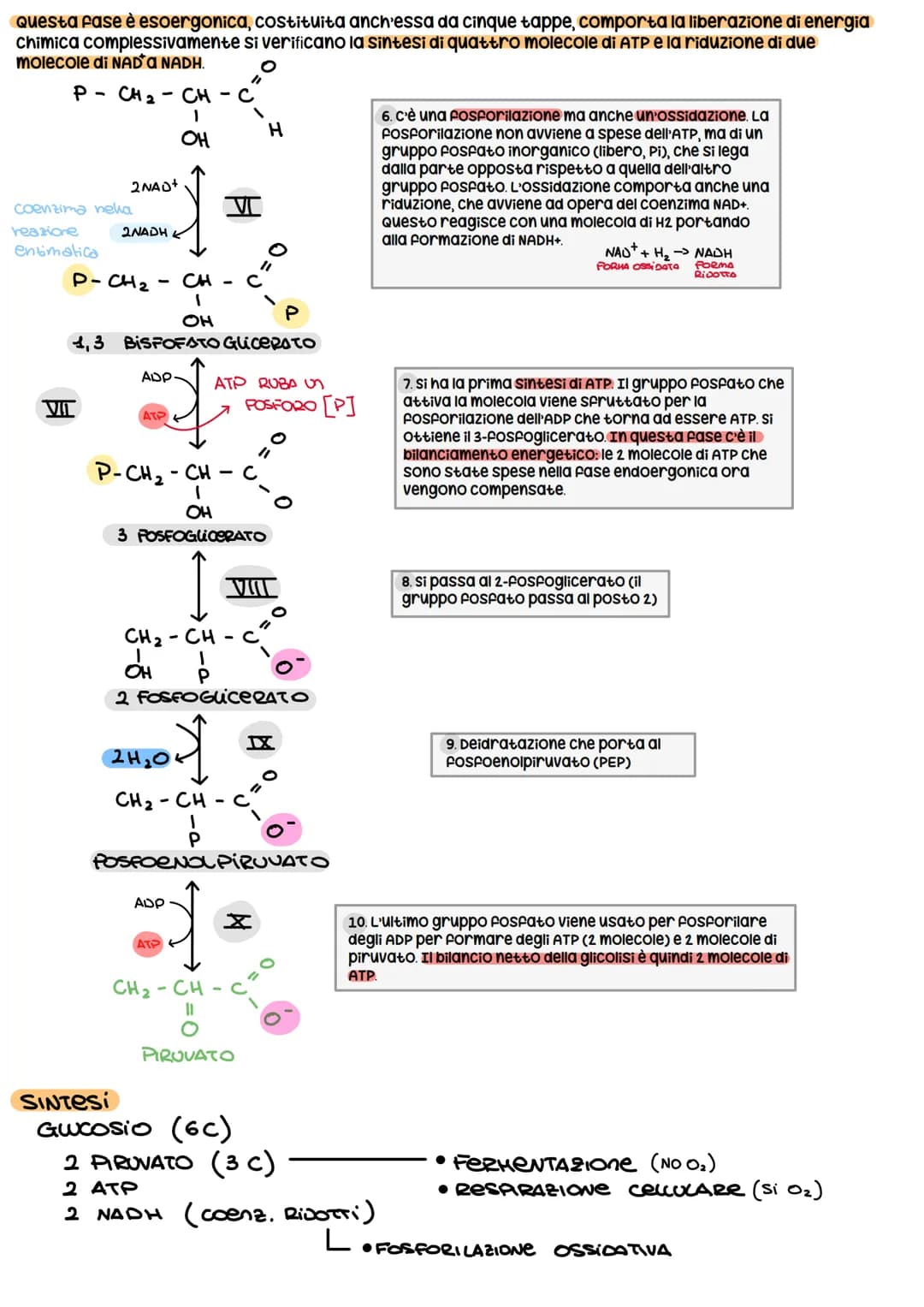 # METABOLISMO CELLULARE
è un attività altamente coordinata a cui partecipano milioni di reazioni che svolgono tre funzioni
principali:
1. R