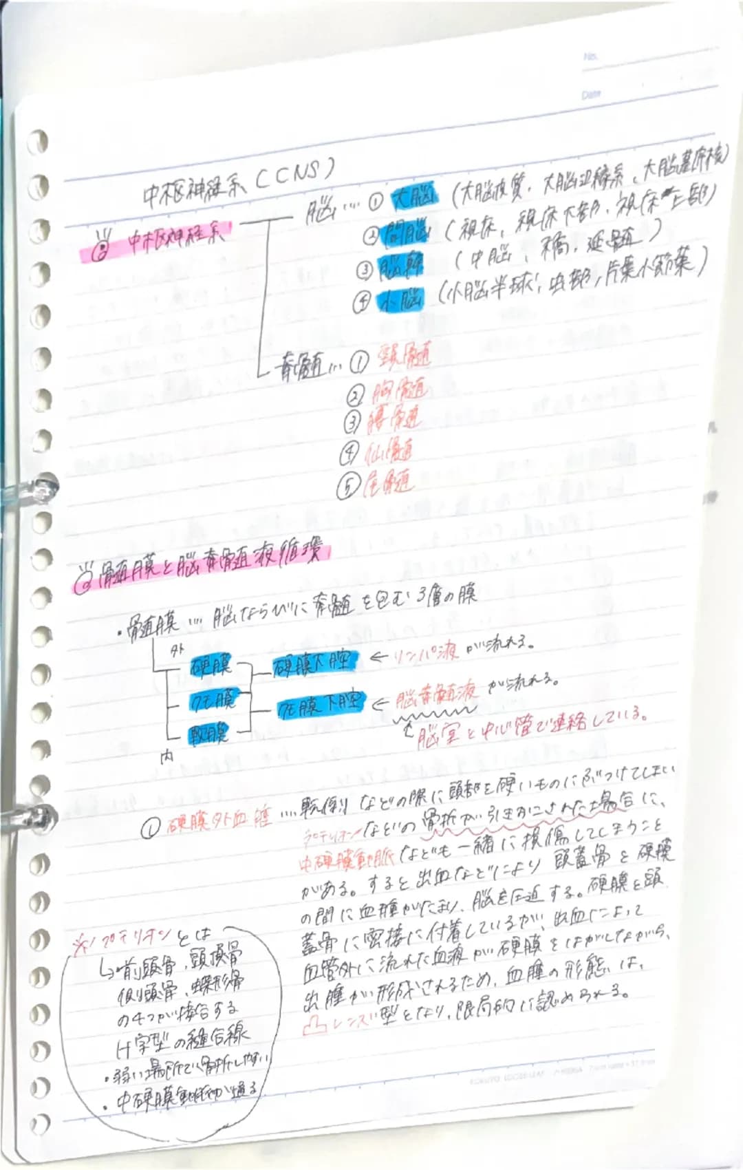 No
Date
中枢神経系CCNS)
中枢神経系
脳………①大腦(大脳皮質、大脳辺裤系、大脳基底核)
②間(視床、親床下部、視(未全部)
①購館(中脳、橋,延髓)
④小腦(小腦半球、虫顿,片集小節菜)
・青題①頸髄
②胸随
①仙情色
当面膜と脳青帝直液循環,
⑤尾糖
・