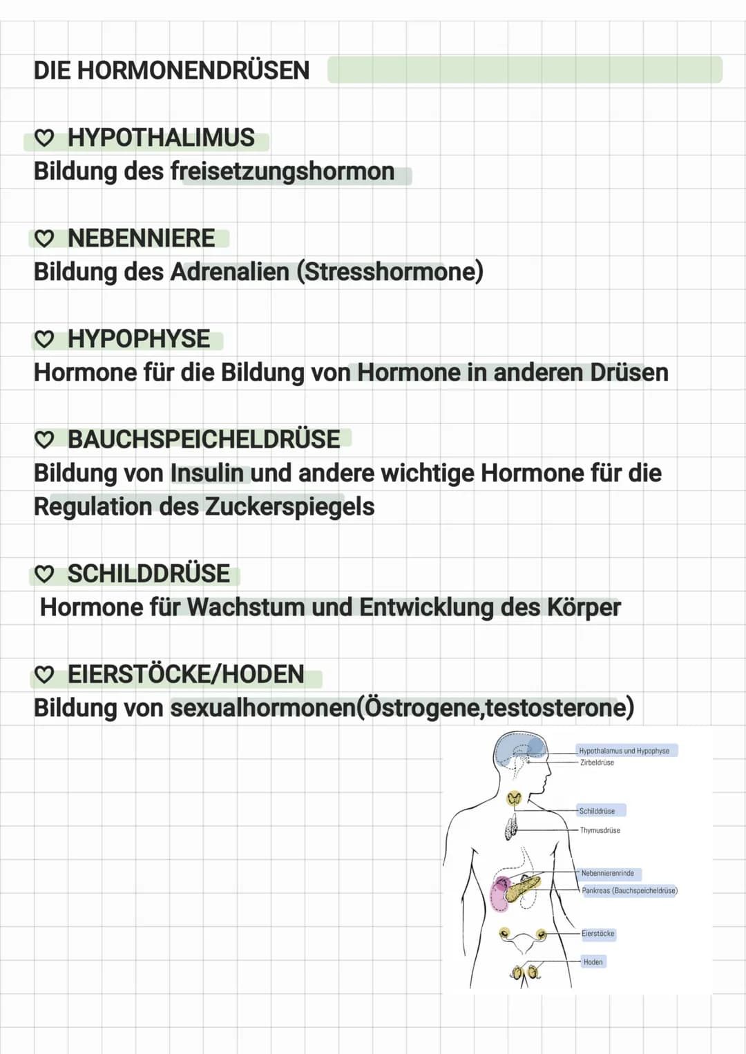 # Hormone
Was sind Hormone?
♡ Botenstoffe
♡ Werden in spezialisierten Zellen unseres Körper produziert
♡ Werden über das blut verteilt