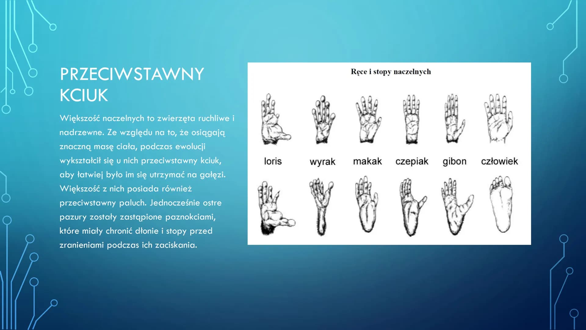 # ORGANIZM CZŁOWIEKA
# JAKO FUNKCJONALNA
# CAŁOŚĆ
HANIAK_NGBV1 # Przynależność systematyczna
człowieka
Nadkrólestwo: Eucaryota
Królestwo