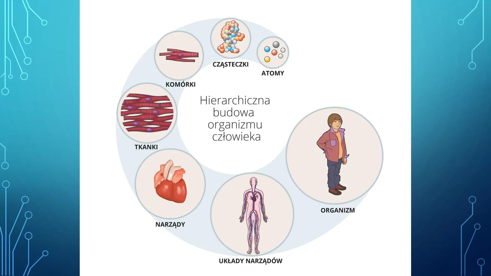 # ORGANIZM CZŁOWIEKA
# JAKO FUNKCJONALNA
# CAŁOŚĆ
HANIAK_NGBV1 # Przynależność systematyczna
człowieka
Nadkrólestwo: Eucaryota
Królestwo