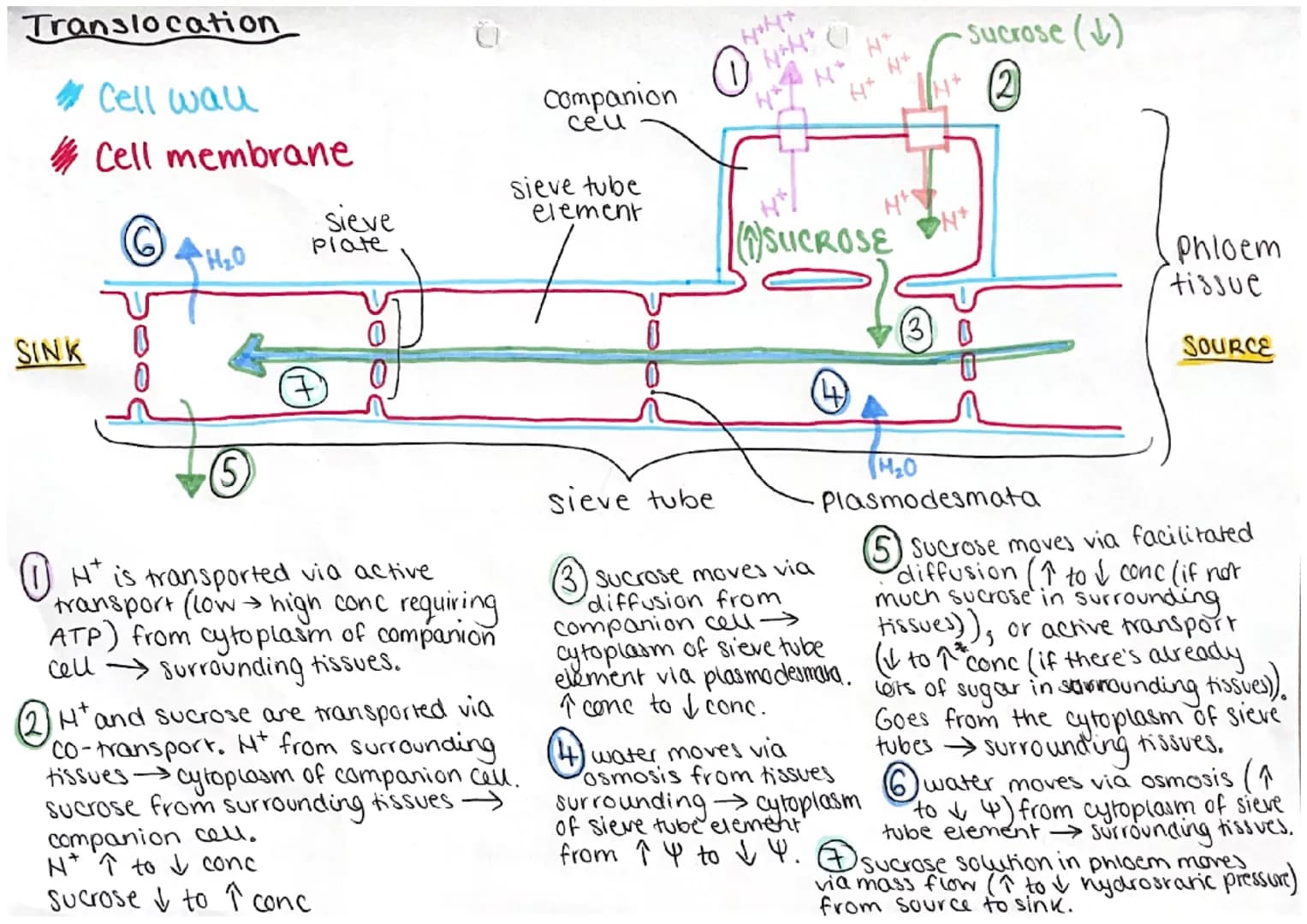 <h2>Location of Phloem and Xylem Tissues</h2>
<p>The xylem and phloem make up the plants' vascular system, transporting substances to all p