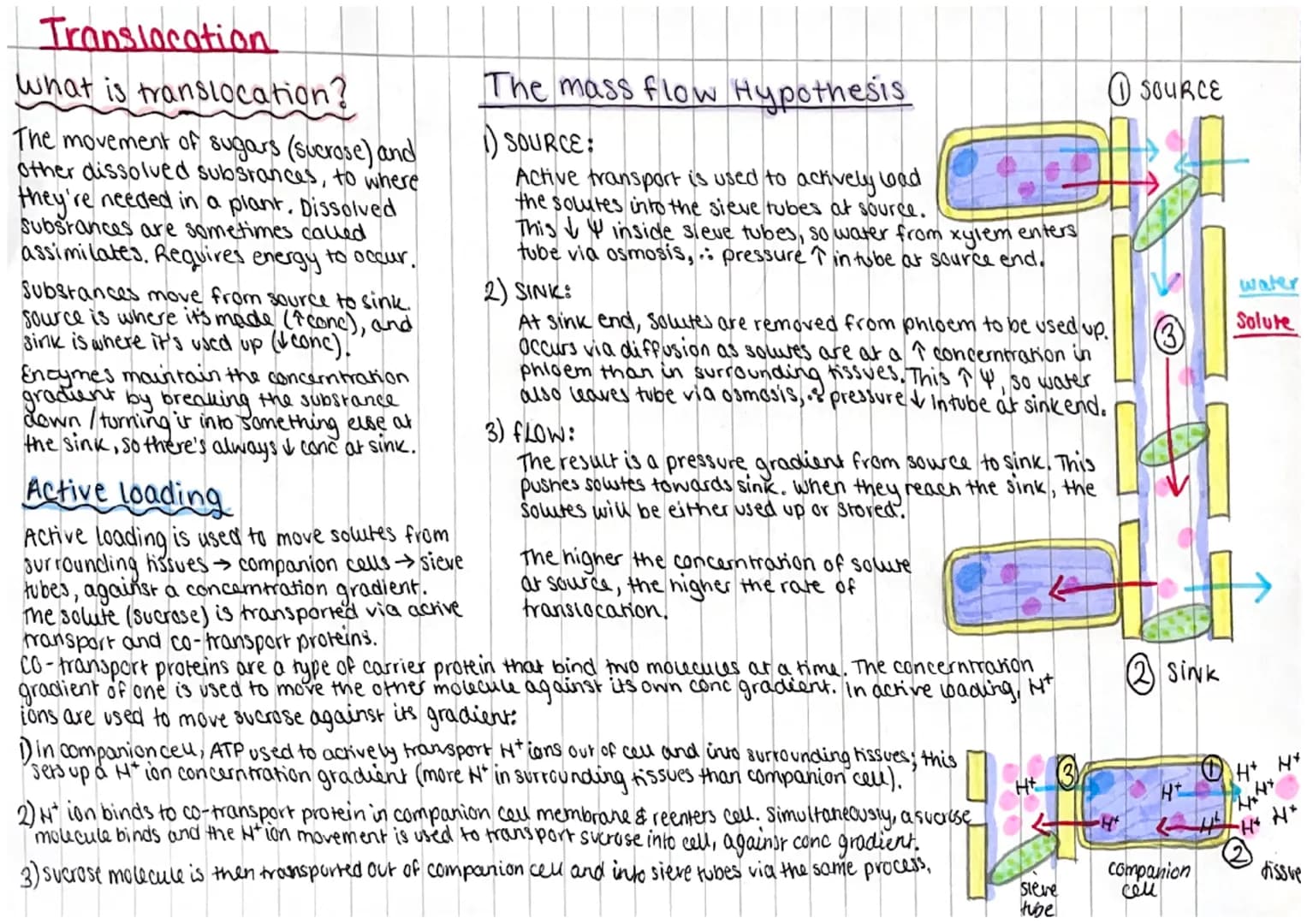 <h2>Location of Phloem and Xylem Tissues</h2>
<p>The xylem and phloem make up the plants' vascular system, transporting substances to all p