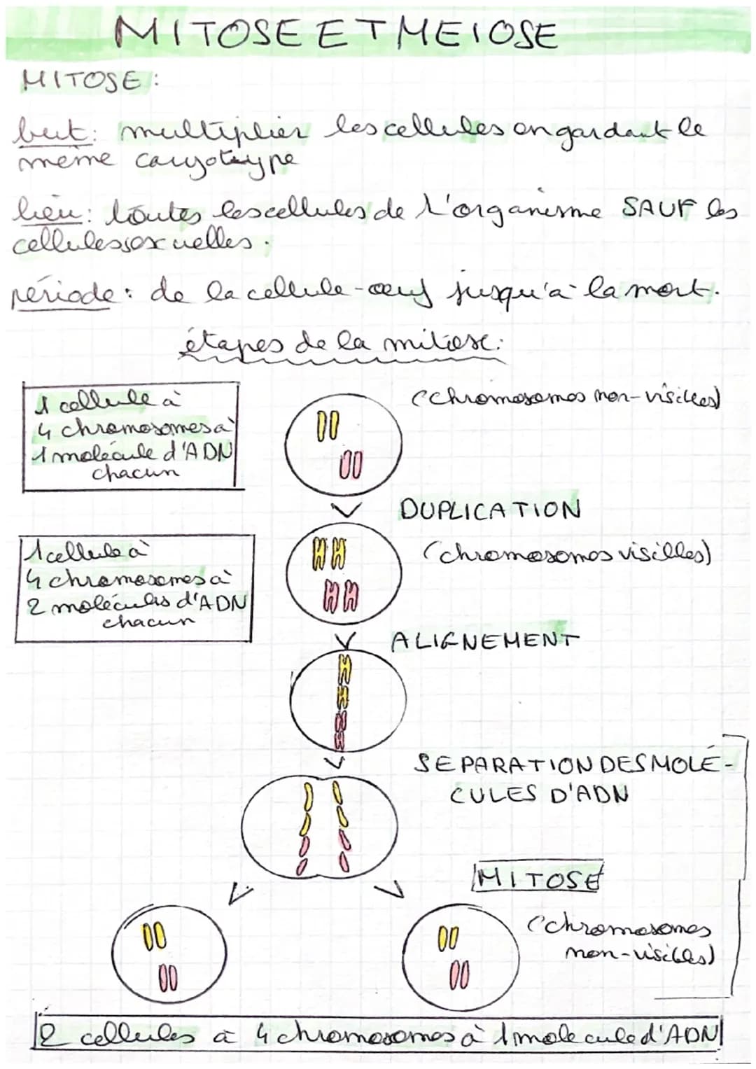 # MITOSE EΤΜΕΙΟSΕ
MITOSE:
but: multiplier les cellules on gardant le
meme caryotary pe
lieu: loutes lescellules de l'organisme SAUF es