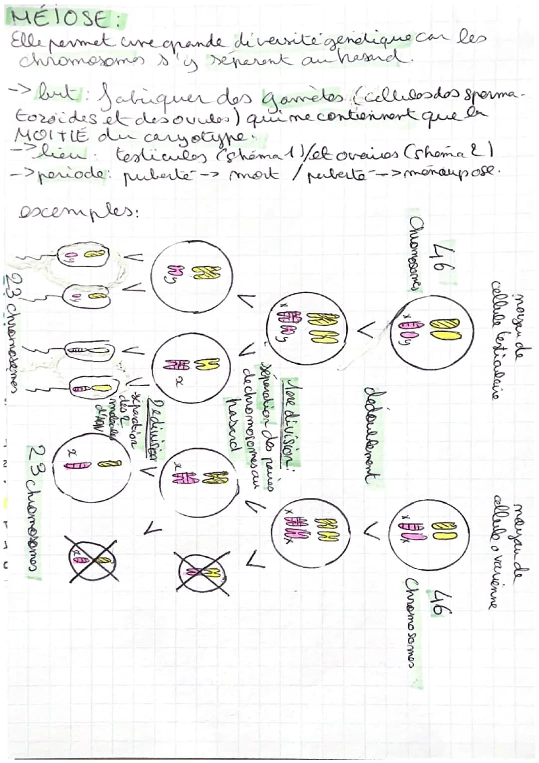 # MITOSE EΤΜΕΙΟSΕ
MITOSE:
but: multiplier les cellules on gardant le
meme caryotary pe
lieu: loutes lescellules de l'organisme SAUF es