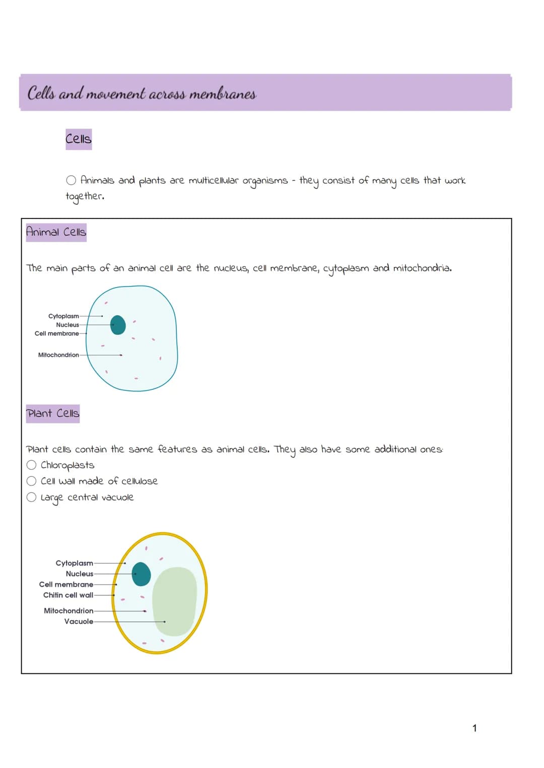 <h2>Cells and Movement Across Membranes</h2>
<h3>Animal Cells</h3>
<p>Animals and plants are multicellular organisms, consisting of many ce