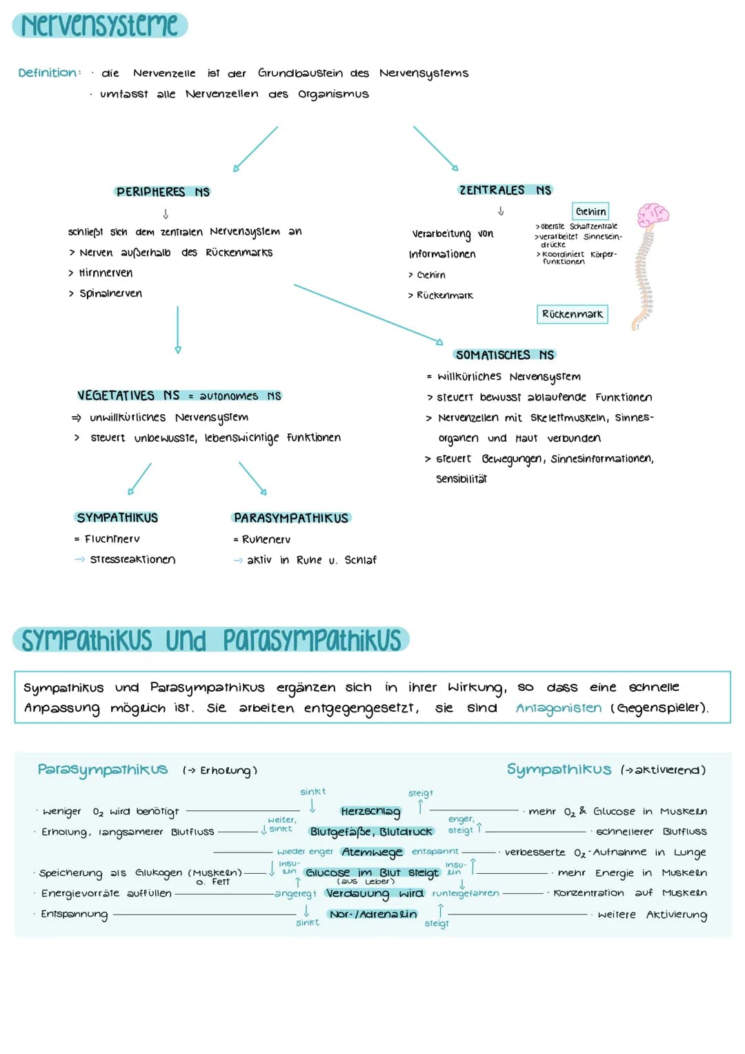 # NEUROBIOLOGIE
## Aufbau und Funktion einer Nervenzelle
Markscheide
Ranvier
Schnürring
Mikrotulbuli
Motor proteine:
Zelikem
Schwann