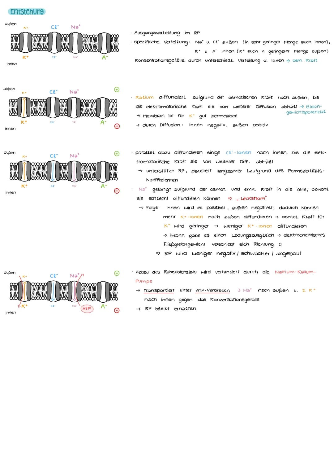 # NEUROBIOLOGIE
## Aufbau und Funktion einer Nervenzelle
Markscheide
Ranvier
Schnürring
Mikrotulbuli
Motor proteine:
Zelikem
Schwann