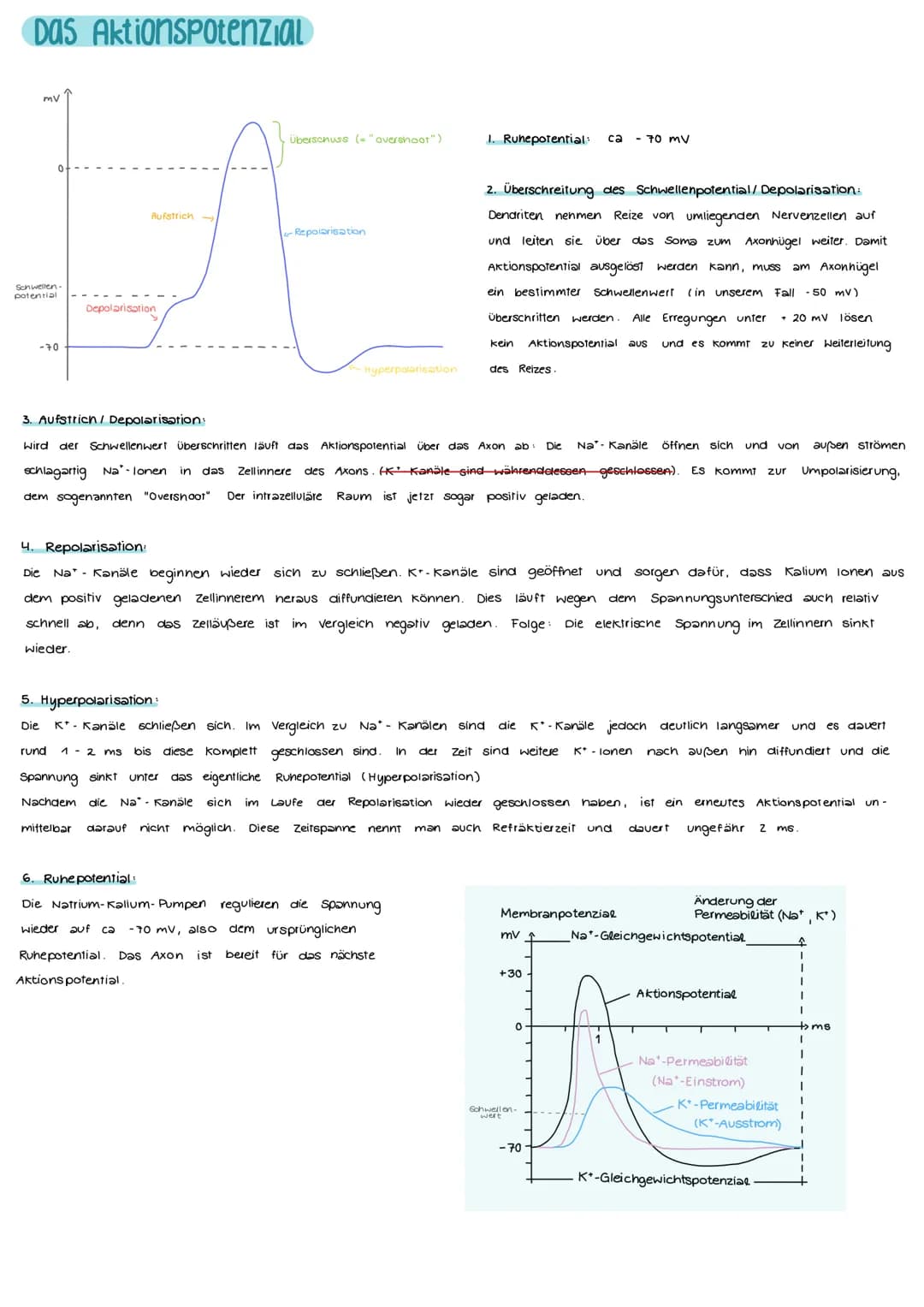 # NEUROBIOLOGIE
## Aufbau und Funktion einer Nervenzelle
Markscheide
Ranvier
Schnürring
Mikrotulbuli
Motor proteine:
Zelikem
Schwann