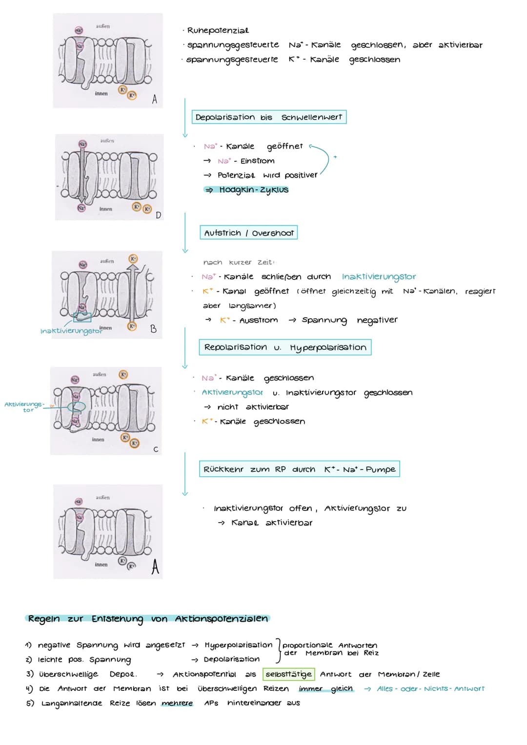 # NEUROBIOLOGIE
## Aufbau und Funktion einer Nervenzelle
Markscheide
Ranvier
Schnürring
Mikrotulbuli
Motor proteine:
Zelikem
Schwann