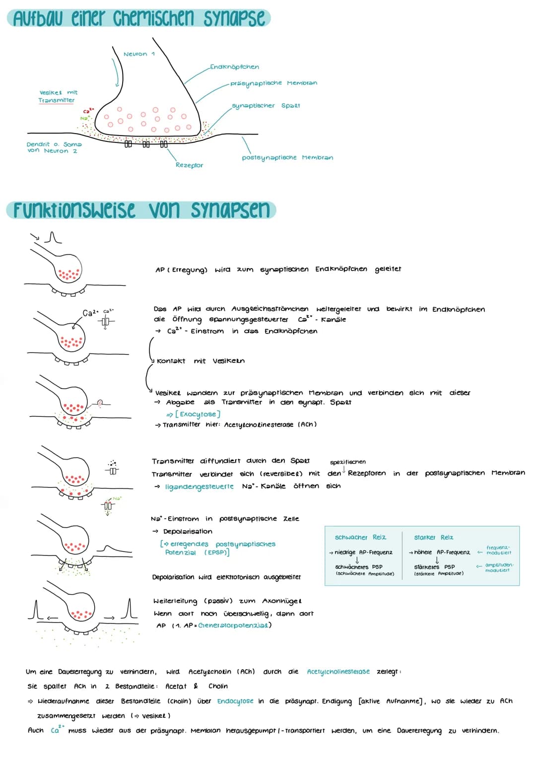 # NEUROBIOLOGIE
## Aufbau und Funktion einer Nervenzelle
Markscheide
Ranvier
Schnürring
Mikrotulbuli
Motor proteine:
Zelikem
Schwann
