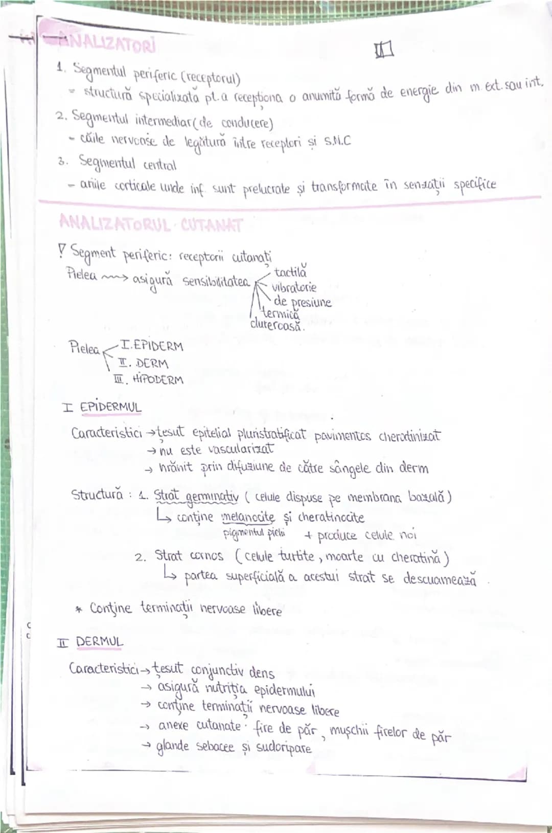 PLANURI SI RAPORTURI ANATOMICE
NTOPOGRAFIA ORGANELOR M
Axele corpului omenesc
superior (cranial)
- ax longitudinal (al lungimi)
- ax tran