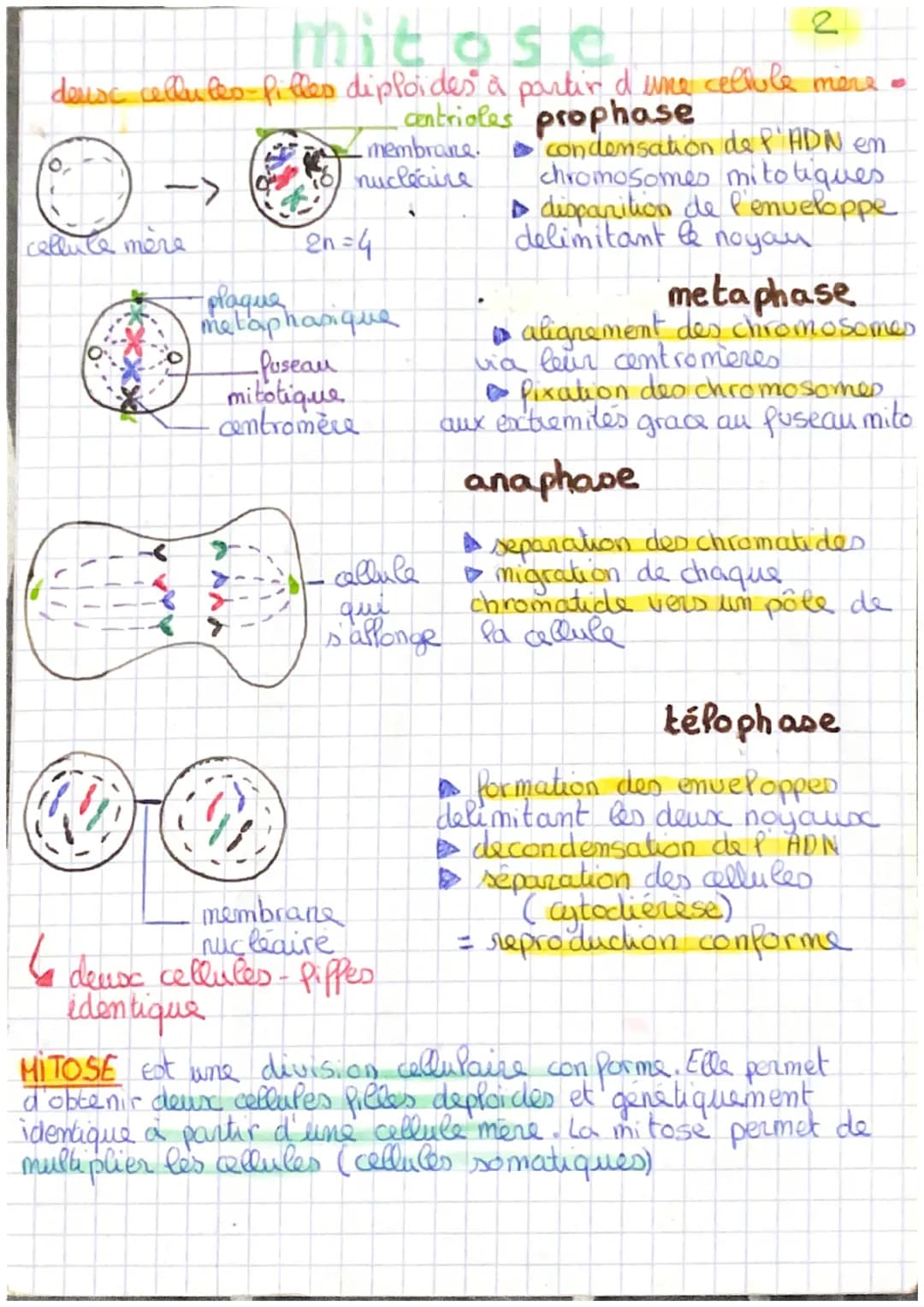 # meiose
3
une callule mère diploide que forme quatre cellules filles
haploides, qui s' effetue au niveau des gamètes
Quoin schema del mi