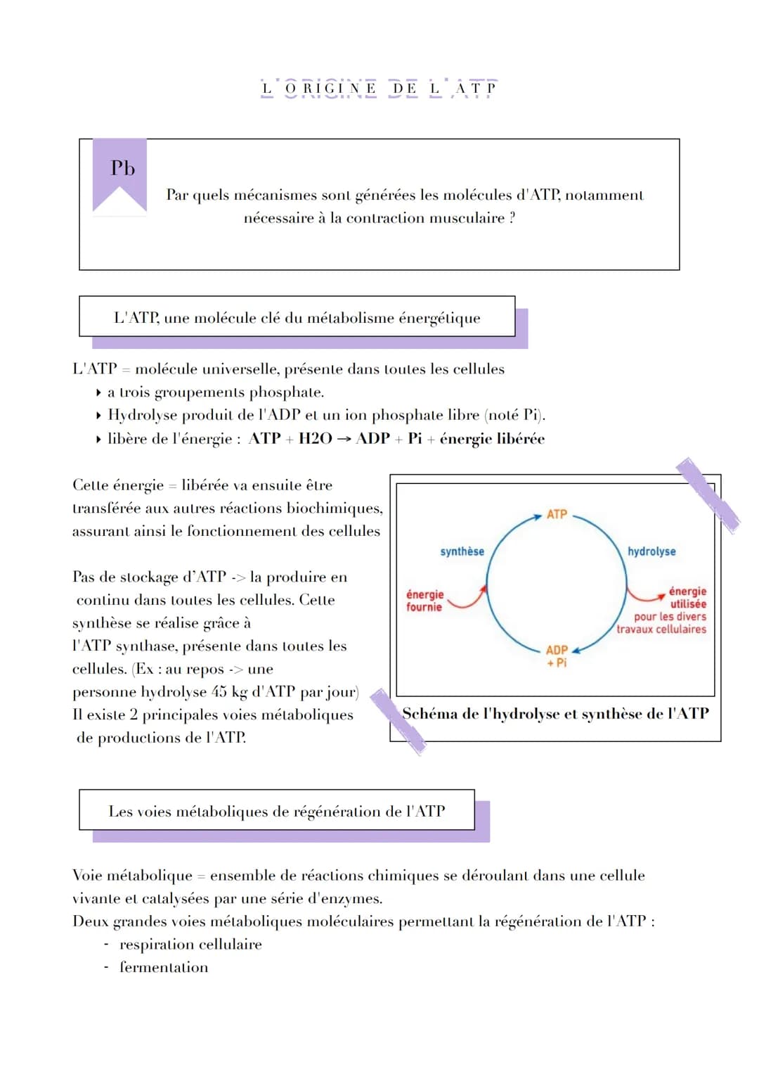 Pb
L'ORIGINE DE LATP
Par quels mécanismes sont générées les molécules d'ATP, notamment
nécessaire à la contraction musculaire ?
L'ATP, un