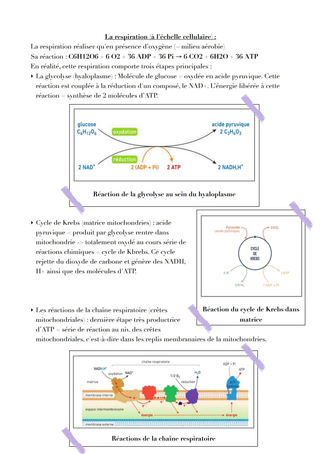 Pb
L'ORIGINE DE LATP
Par quels mécanismes sont générées les molécules d'ATP, notamment
nécessaire à la contraction musculaire ?
L'ATP, un