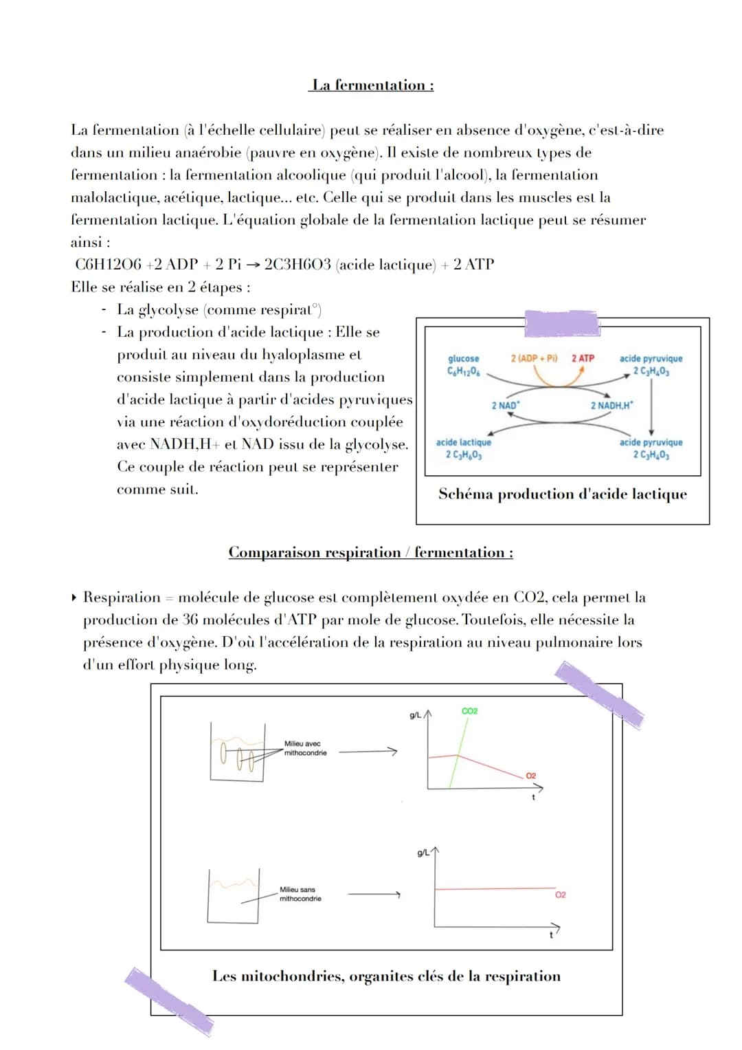 Pb
L'ORIGINE DE LATP
Par quels mécanismes sont générées les molécules d'ATP, notamment
nécessaire à la contraction musculaire ?
L'ATP, un