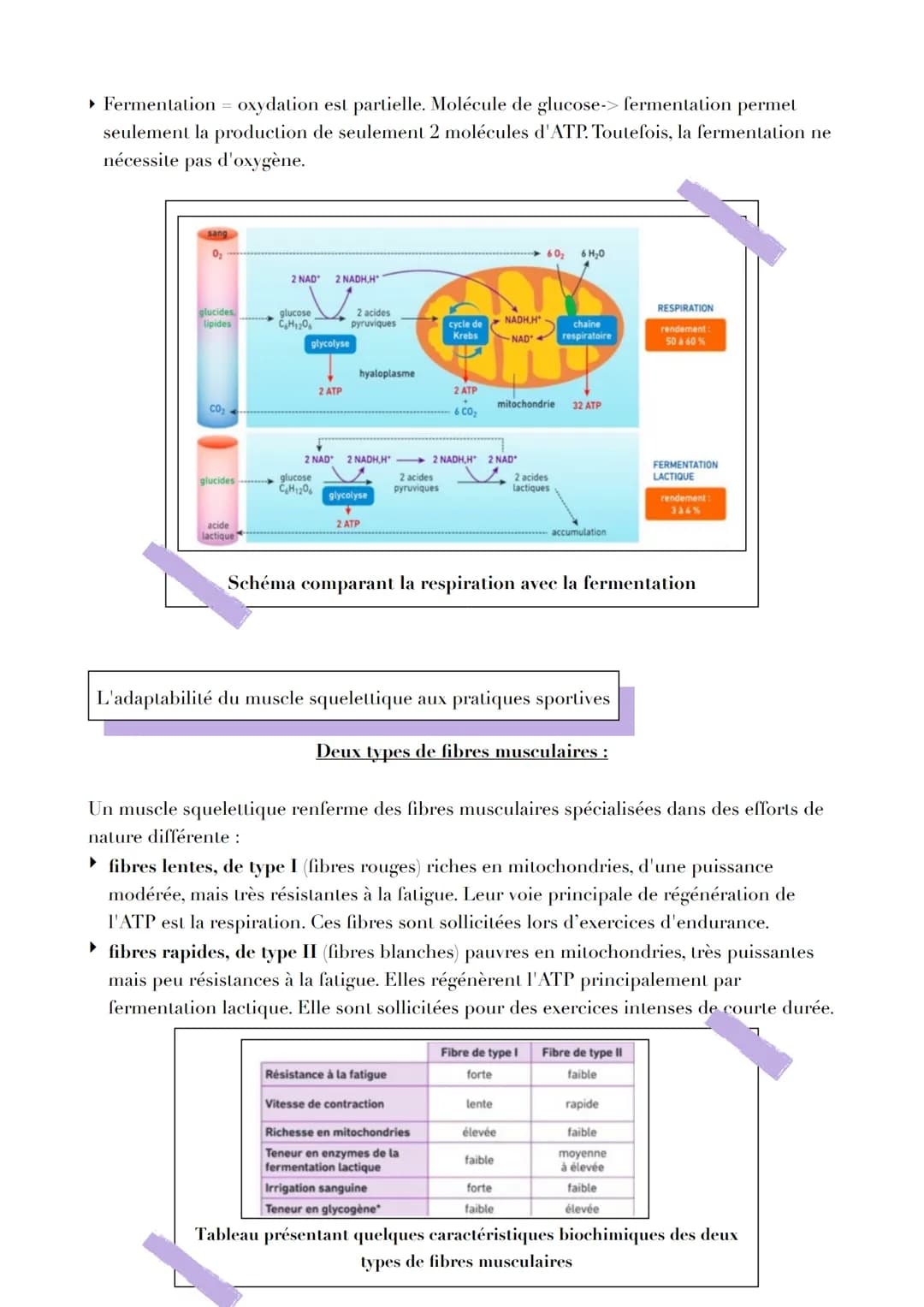 Pb
L'ORIGINE DE LATP
Par quels mécanismes sont générées les molécules d'ATP, notamment
nécessaire à la contraction musculaire ?
L'ATP, un