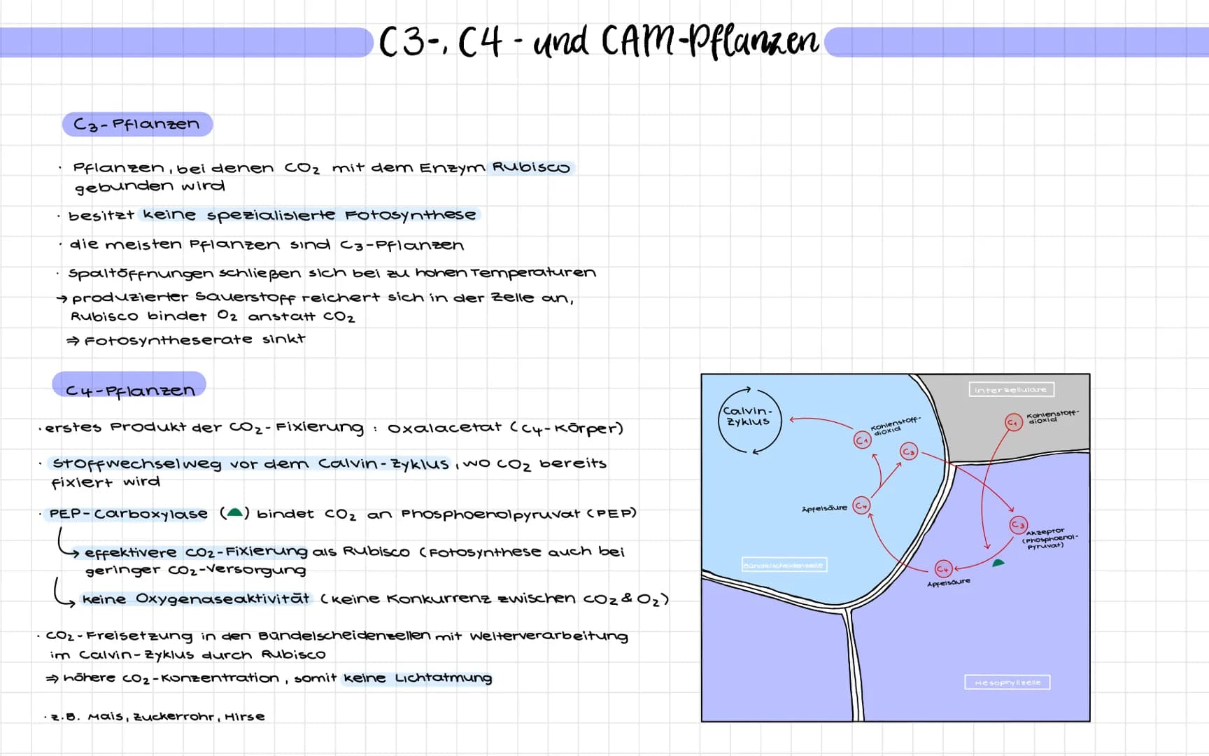 # C3-, C4-und CAM-Pflanzen
C3-Pflanzen
* Pflanzen, bei denen CO₂ mit dem Enzym Rubisco
gebunden wird
* besitzt keine spezialisier