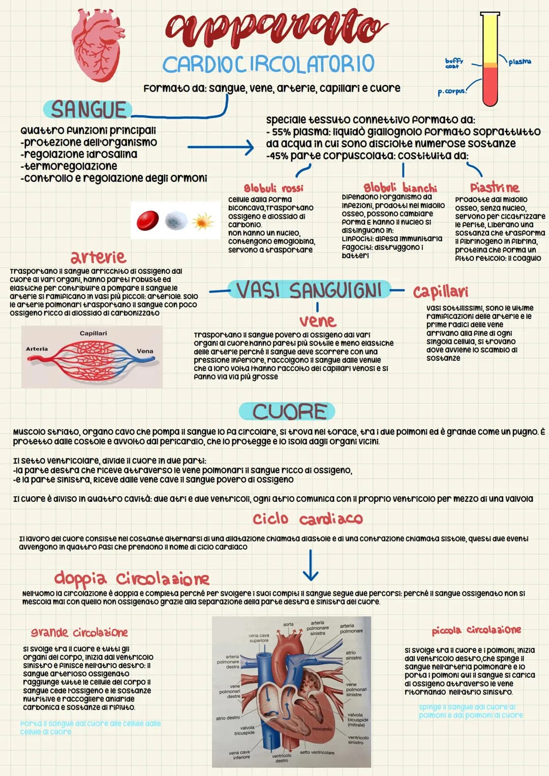 # apparato
CARDIOCIRCOLATORIO
Formato da: sangue, vene, arterie, capillari e cuore
SANGUE
Quattro funzioni principali
-protezione dell'orga