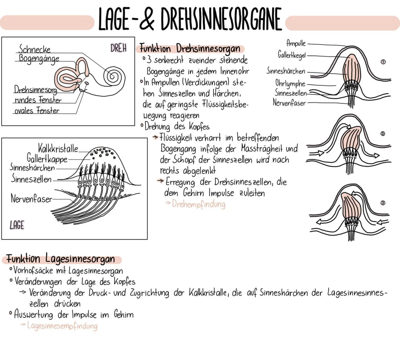 Schnecke
Bogengänge
Drehsinne sorg
rundes Fenster
ovales Fenster
Kalkkristalle
Gallertkappe
Sinneshärchen
Sinneszellen.
Nervenfaser-
LAGE