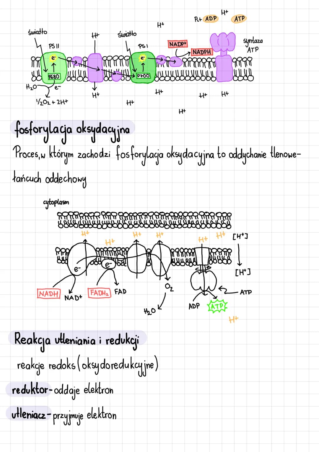 # Podstawowe zasady metabolizmu
Metabolizm i jego kierunki
Metabolizm-całość przemian chemicznych i energetycznych komórki
Kierunki przem