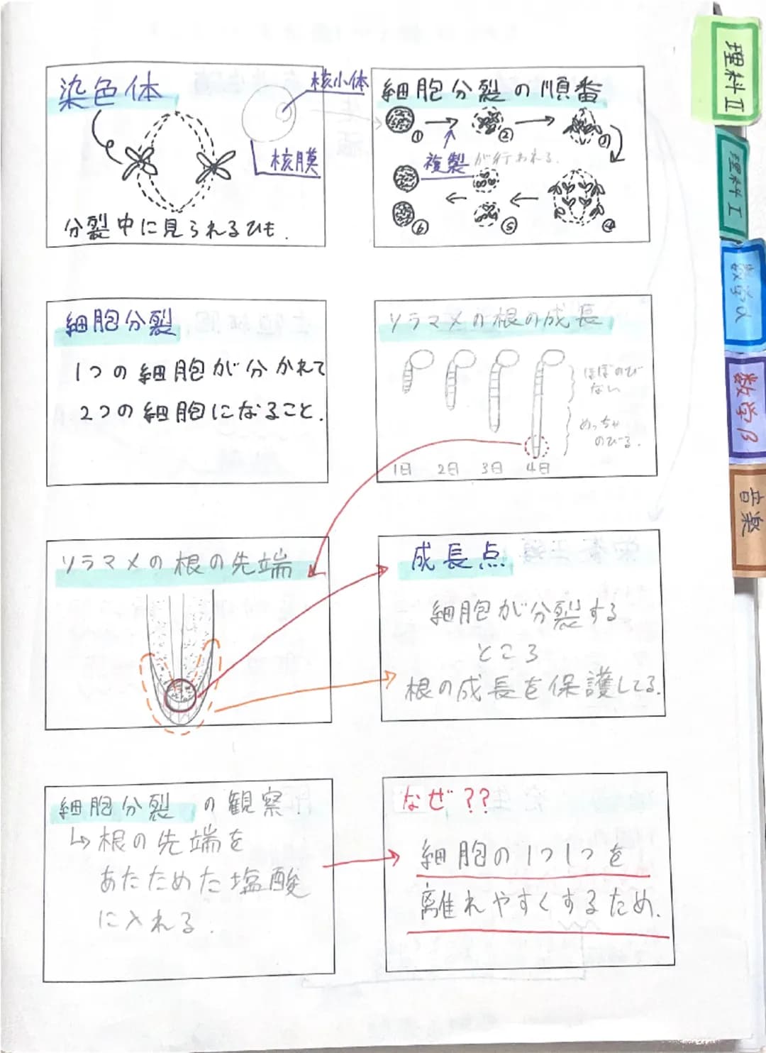 理科Ⅱ
理科工
数学人
数学B
音楽
# 染色体
①
核膜
核小体細胞分裂の順番
複製が行われる。
→
←
分裂中に見られるひも。
# 細胞分裂
ソラマメの根の成長
1つの細胞が分かれて
ほぼのび
ない
2つの細胞になること。
めっちゃ
A
のびる。
1日 2日 3日 4