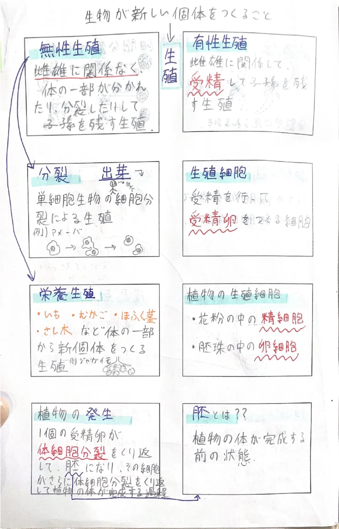 理科Ⅱ
理科工
数学人
数学B
音楽
# 染色体
①
核膜
核小体細胞分裂の順番
複製が行われる。
→
←
分裂中に見られるひも。
# 細胞分裂
ソラマメの根の成長
1つの細胞が分かれて
ほぼのび
ない
2つの細胞になること。
めっちゃ
A
のびる。
1日 2日 3日 4