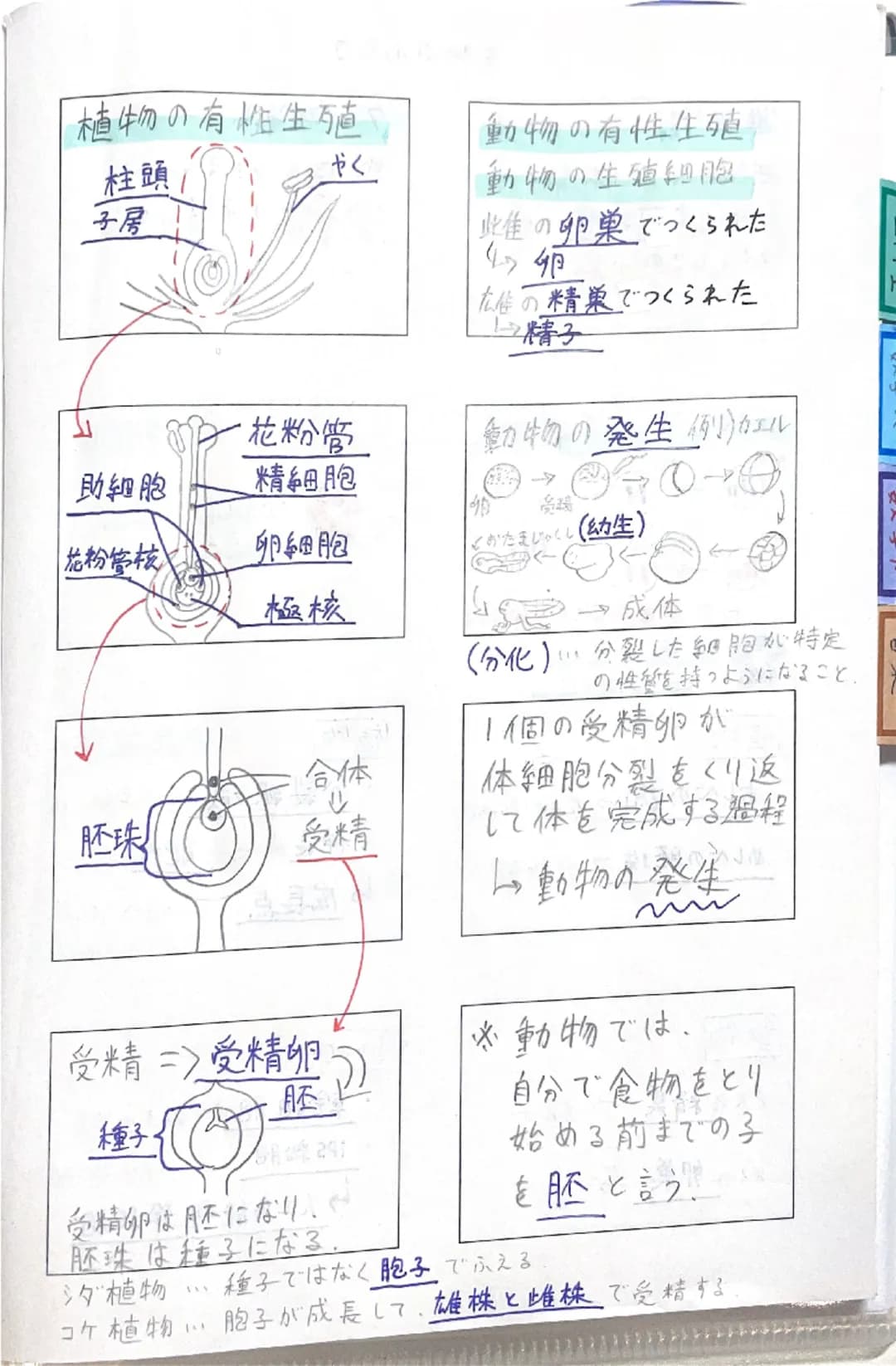 理科Ⅱ
理科工
数学人
数学B
音楽
# 染色体
①
核膜
核小体細胞分裂の順番
複製が行われる。
→
←
分裂中に見られるひも。
# 細胞分裂
ソラマメの根の成長
1つの細胞が分かれて
ほぼのび
ない
2つの細胞になること。
めっちゃ
A
のびる。
1日 2日 3日 4