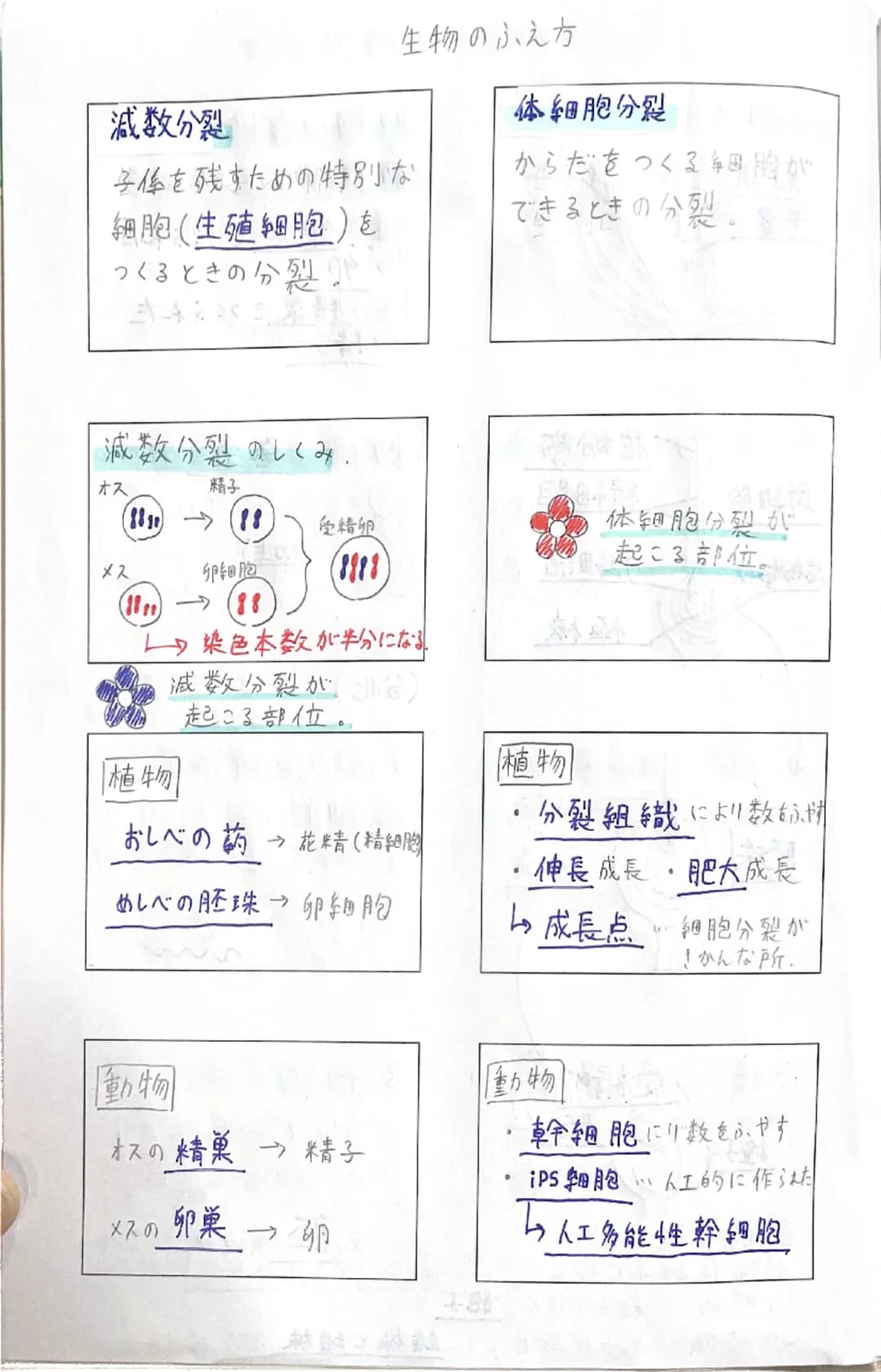 理科Ⅱ
理科工
数学人
数学B
音楽
# 染色体
①
核膜
核小体細胞分裂の順番
複製が行われる。
→
←
分裂中に見られるひも。
# 細胞分裂
ソラマメの根の成長
1つの細胞が分かれて
ほぼのび
ない
2つの細胞になること。
めっちゃ
A
のびる。
1日 2日 3日 4