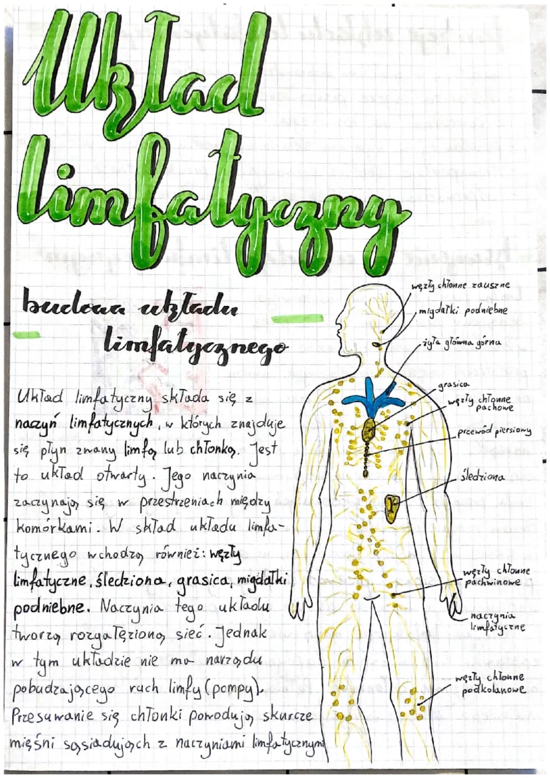 # Uklad
limfalgezamy
budowa uztadr
limfatycznego
Układ limfatyczny składa się z
naczyń limfatycznych, w których znajduje
się płyn zwany