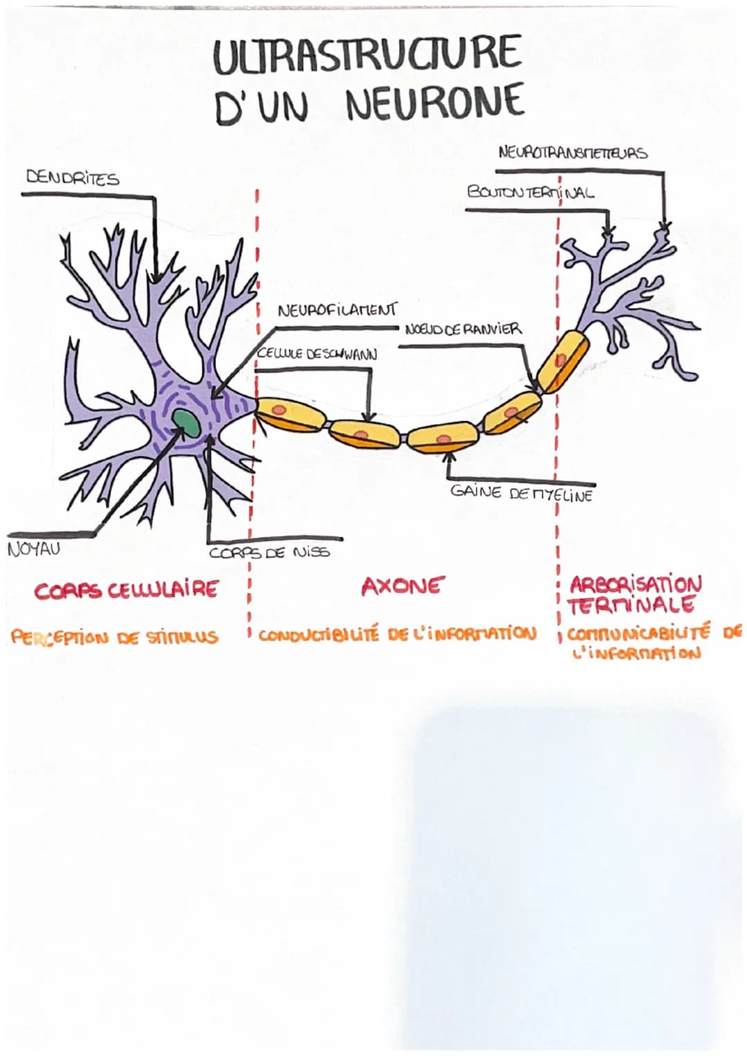 # ULTRASTRUCTURE
D'UN NEURONE
DENDRITES
NEUROTRANSMETTEURS
NEUROFILAMENT
BOUTON TERMINAL
NOEUD DE RANVIER
CELLULE DESCHWANN
NOYAU
CORPS