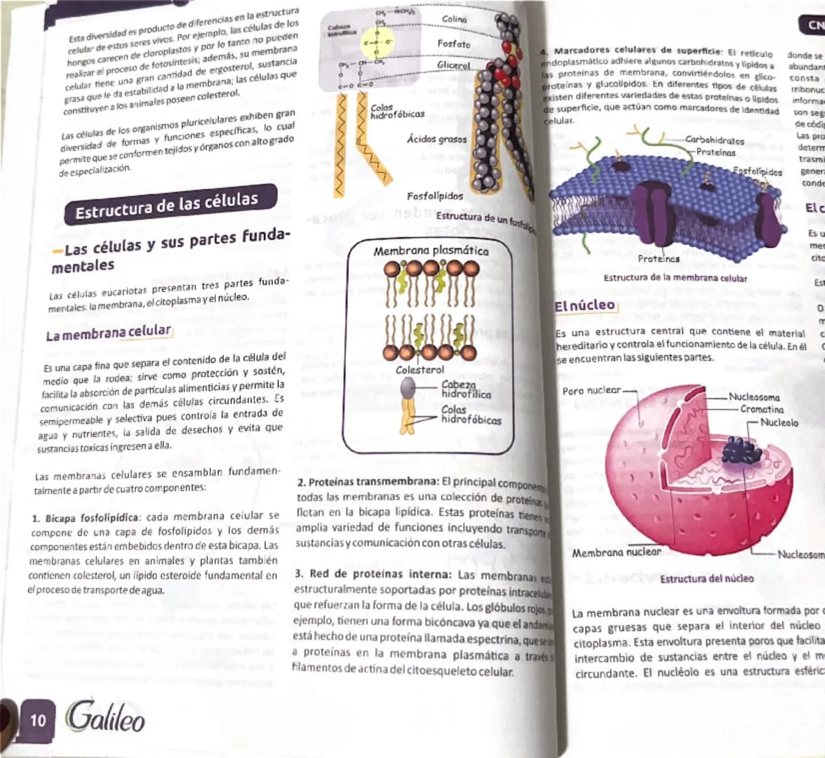La biología de
las células
La biología busca entender la estructura y dinámica
funcional de todos los seres vivos, las interacciones que se