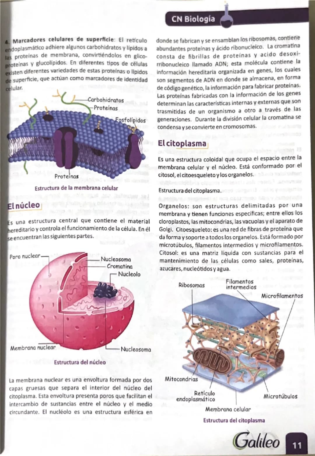La biología de
las células
La biología busca entender la estructura y dinámica
funcional de todos los seres vivos, las interacciones que se