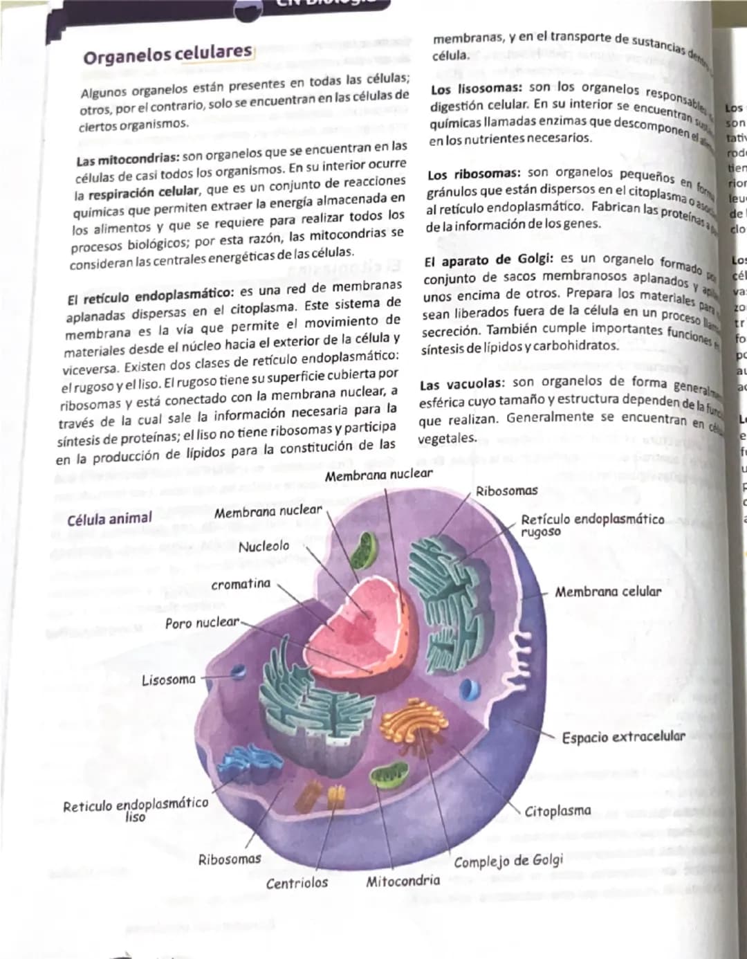 La biología de
las células
La biología busca entender la estructura y dinámica
funcional de todos los seres vivos, las interacciones que se