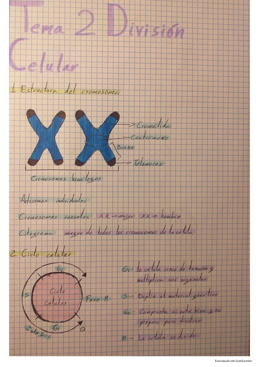 # Tema 2 División
# Celular
I Estructura del
cromosoma
XX
Cromosomas kenólogos
Autosomas individuales
→Cromatida
-Contromero
Brazo