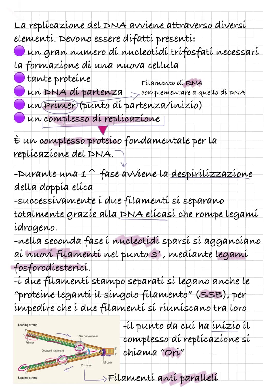 # REPLICAZIONE DEL DVA
Intanto diamo una rapida definizione di DNA:
Il DNA è un polímero, formato quindi da monomeri: í
nucleotidi.
I nucle
