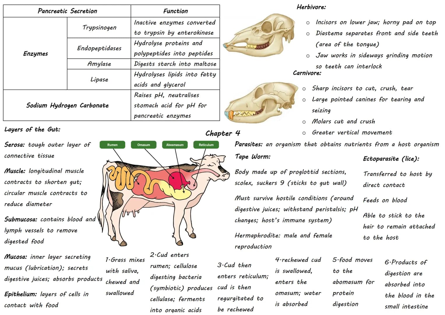 DOMAIN Classification:
KINGDOM
PHYLUM
CLASS
ORDER
FAMILY
GENUS
SPECIES
- Sorting organisms into
groups
- Hierarchical: smaller
groups are c