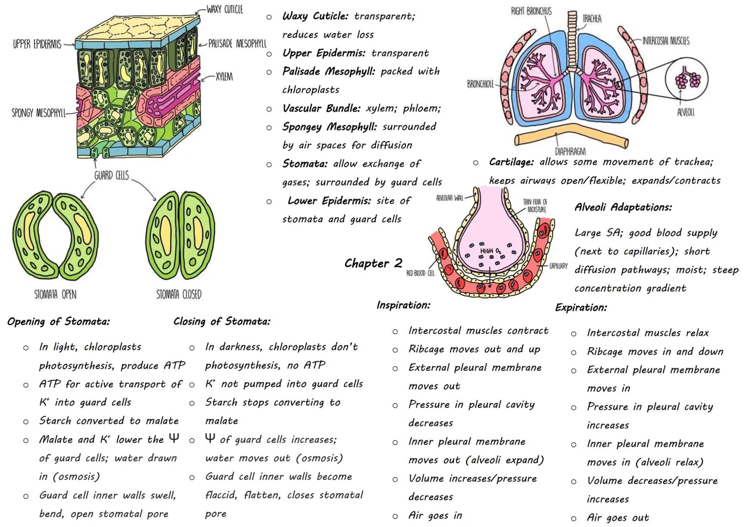DOMAIN Classification:
KINGDOM
PHYLUM
CLASS
ORDER
FAMILY
GENUS
SPECIES
- Sorting organisms into
groups
- Hierarchical: smaller
groups are c