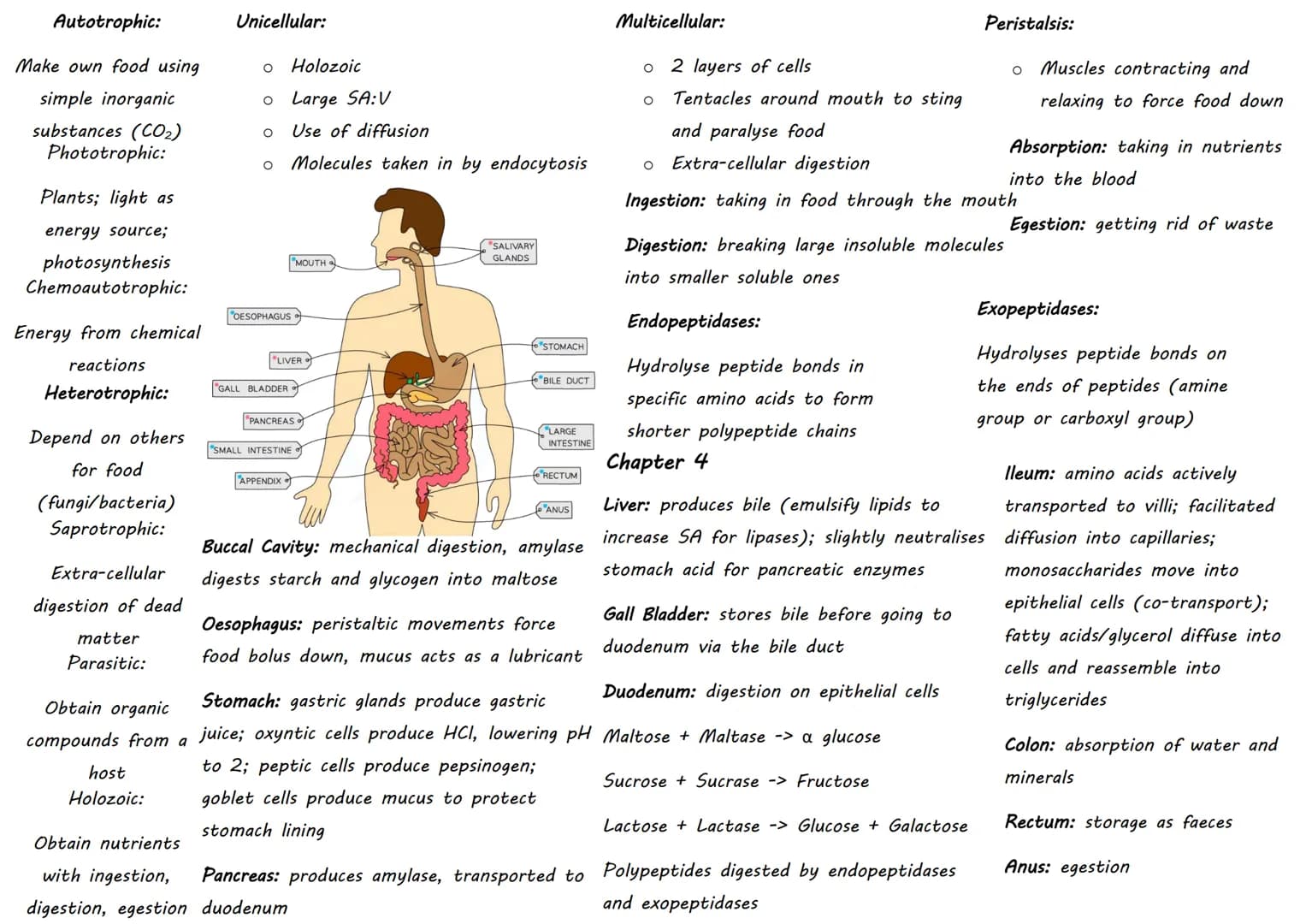 DOMAIN Classification:
KINGDOM
PHYLUM
CLASS
ORDER
FAMILY
GENUS
SPECIES
- Sorting organisms into
groups
- Hierarchical: smaller
groups are c